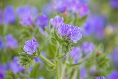 Echium plantagineum żmii aka Purpurowy farbownik fotografia royalty free Echium plantagineum żmii aka Purpurowy farbownik fotografia royalty free