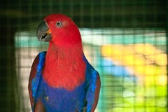 Eclectus-Papagei im Zoo stockfotos Eclectus-Papagei im Zoo stockfotos