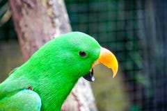 Eclectus papuga, Naukowy imię & x22; Eclectus roratus& x22; ptak w zoo obraz stock Eclectus papuga, Naukowy imię & x22; Eclectus roratus& x22; ptak w zoo obraz stock