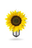 Eco Energy Concept. With sunflower and light bulb stock image Eco Energy Concept. With sunflower and light bulb stock image