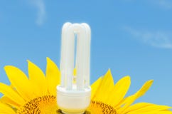 Eco light bulb in the sunflower on the field royalty free stock photos Eco light bulb in the sunflower on the field royalty free stock photos