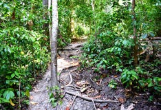 Eco-Tourism - Trekking through Evergreen Tropical Rain Forest - Elephant Beach, Havelock Island, Andaman Islands, India stock photography Eco-Tourism - Trekking through Evergreen Tropical Rain Forest - Elephant Beach, Havelock Island, Andaman Islands, India stock photography