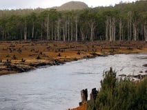 Eco-vandalism in Tasmanian forests 2