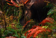 Ecosystem, Fauna, Vegetation, Wildlife Stock Photo Ecosystem, Fauna, Vegetation, Wildlife Stock Photo