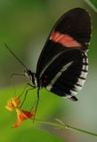 The ecuadorian butterfly
