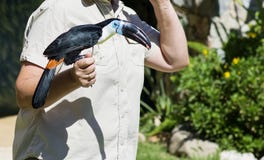 Ecuatoriaanse regenwoudtoekan op de hand van een vrouw royalty-vrije stock foto's Ecuatoriaanse regenwoudtoekan op de hand van een vrouw royalty-vrije stock foto's