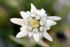 Edelweiss (alpinum do Leontopodium) fotos de stock royalty free Edelweiss (alpinum do Leontopodium) fotos de stock royalty free