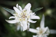 Edelweiss desde arriba imagen de archivo libre de regalías Edelweiss desde arriba imagen de archivo libre de regalías