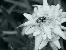 Edelweiss och kryp royaltyfri bild Edelweiss och kryp royaltyfri bild
