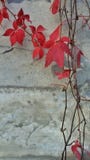 Edera con le foglie rosse sulla parete bianca fotografie stock libere da diritti Edera con le foglie rosse sulla parete bianca fotografie stock libere da diritti