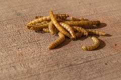 Edible mealworms
