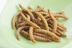 Edible roasted mealworms