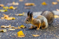 Eekhoorn het spelen in het park die voedsel zoeken tijdens de zonnige de herfstdag royalty-vrije stock foto's Eekhoorn het spelen in het park die voedsel zoeken tijdens de zonnige de herfstdag royalty-vrije stock foto's