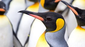Een andere dramatische pinguïn ` s kijkt binnen een menigte royalty-vrije stock afbeeldingen Een andere dramatische pinguïn ` s kijkt binnen een menigte royalty-vrije stock afbeeldingen