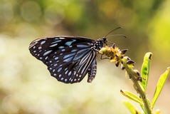 Een Blauwe vlinder van tijgertirumala limniace stock foto Een Blauwe vlinder van tijgertirumala limniace stock foto