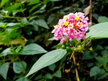 Een bloem met diverse kleurenschaduwen royalty-vrije stock foto Een bloem met diverse kleurenschaduwen royalty-vrije stock foto