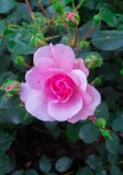 Een bloem van roze nam op een tak in de tuin toe royalty-vrije stock afbeelding Een bloem van roze nam op een tak in de tuin toe royalty-vrije stock afbeelding
