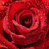 Een bloem van verse aanbiddelijke rood nam behandeld met dauwdruppelsclose-up toe Macro Selectieve nadruk stock foto's Een bloem van verse aanbiddelijke rood nam behandeld met dauwdruppelsclose-up toe Macro Selectieve nadruk stock foto's