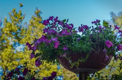 Een bloembed in de vorm van een bloempot met lilac bloemen tegen een blauwe hemel en gele de herfstbomen Het schieten van bodembo stock foto's Een bloembed in de vorm van een bloempot met lilac bloemen tegen een blauwe hemel en gele de herfstbomen Het schieten van bodembo stock foto's
