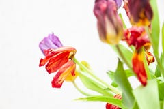 Een boeket van de verwelkte mening van het tulpenclose-up van rood en purper met groene bladeren op een witte achtergrond stock afbeeldingen Een boeket van de verwelkte mening van het tulpenclose-up van rood en purper met groene bladeren op een witte achtergrond stock afbeeldingen