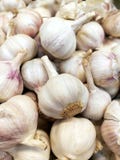 Een bos van rijp knoflook royalty-vrije stock afbeelding Een bos van rijp knoflook royalty-vrije stock afbeelding