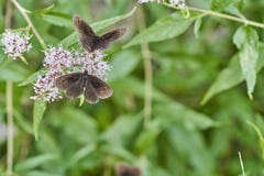 Een bruin ligeavoer van vlindererebia op de nectar van een bloem stock afbeeldingen Een bruin ligeavoer van vlindererebia op de nectar van een bloem stock afbeeldingen