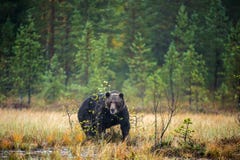 Een bruine beer in de mist op het moeras Volwassen Grote Bruin draagt Mannetje Wetenschappelijke naam: Ursusarctos stock foto Een bruine beer in de mist op het moeras Volwassen Grote Bruin draagt Mannetje Wetenschappelijke naam: Ursusarctos stock foto