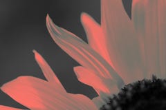 Een deel van enige geweven zonnebloem in kleur van het leven koraal stock foto's Een deel van enige geweven zonnebloem in kleur van het leven koraal stock foto's
