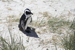 Een eenzame Afrikaanse Pinguïn stock fotografie Een eenzame Afrikaanse Pinguïn stock fotografie