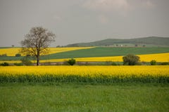 Een eenzame boom op het gele gebied van Canola in Slowakije royalty-vrije stock foto's Een eenzame boom op het gele gebied van Canola in Slowakije royalty-vrije stock foto's
