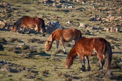 Een familie van wild paarden het eten royalty-vrije stock afbeeldingen Een familie van wild paarden het eten royalty-vrije stock afbeeldingen