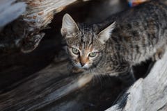 Een grijze gestreepte kat op een boomstam van een doen ineenstorten jeneverbessenboom ziet eruit Kat in de wildernis stock afbeelding Een grijze gestreepte kat op een boomstam van een doen ineenstorten jeneverbessenboom ziet eruit Kat in de wildernis stock afbeelding