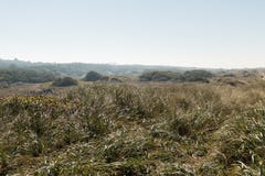 Een groen gebied in het natuurlijke milieu van de Duinen van Oregon, de V.S. stock fotografie Een groen gebied in het natuurlijke milieu van de Duinen van Oregon, de V.S. stock fotografie
