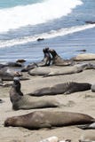 Een groep olifantsverbindingen rust op het Vreedzame Oceaanstrand, Calif stock foto's Een groep olifantsverbindingen rust op het Vreedzame Oceaanstrand, Calif stock foto's