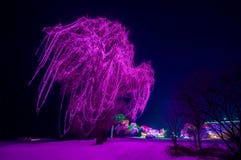 Een grote die boom met purpere lichten wordt verfraaid stock afbeelding Een grote die boom met purpere lichten wordt verfraaid stock afbeelding