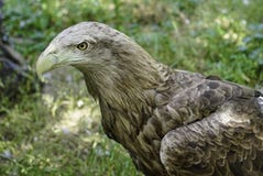 Een grote roofvogel op een groene natuurlijke achtergrond stock fotografie Een grote roofvogel op een groene natuurlijke achtergrond stock fotografie