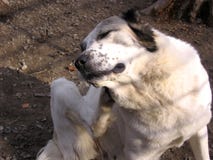 Een grote ruwharige hond kraste de rug van zijn poot krassende vlooien stock foto's Een grote ruwharige hond kraste de rug van zijn poot krassende vlooien stock foto's