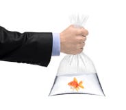 Een hand die een plastic zak met een gouden vis houdt stock fotografie Een hand die een plastic zak met een gouden vis houdt stock fotografie
