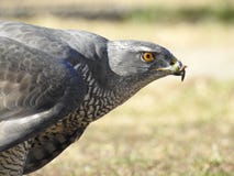 Een havik na een succesvolle jacht royalty-vrije stock foto's Een havik na een succesvolle jacht royalty-vrije stock foto's