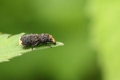 Een het overweldigen Schaarse resinosus die van Platyrhinus van de Paddestoelgraanklander op een blad neerstrijken stock fotografie Een het overweldigen Schaarse resinosus die van Platyrhinus van de Paddestoelgraanklander op een blad neerstrijken stock fotografie