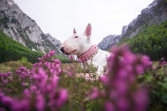 Een hond in de bergen Bull terrier met bergen en pieken, aard en reis met een hond Vakantie in nationaal park stock foto's Een hond in de bergen Bull terrier met bergen en pieken, aard en reis met een hond Vakantie in nationaal park stock foto's