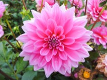 Een hoofd van dahlia in de tuin in de zomer zonnige dag royalty-vrije stock foto Een hoofd van dahlia in de tuin in de zomer zonnige dag royalty-vrije stock foto