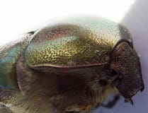 Een hoofd van groene roze chafer stock foto's Een hoofd van groene roze chafer stock foto's