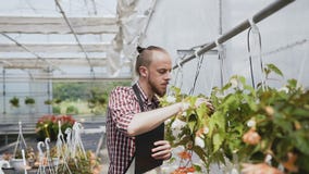 Een jonge tuinman met een baard gekleed in een schort houdt een rekening van sierplanten bij Daglicht natuurlijk licht stock videobeelden Een jonge tuinman met een baard gekleed in een schort houdt een rekening van sierplanten bij Daglicht natuurlijk licht stock videobeelden