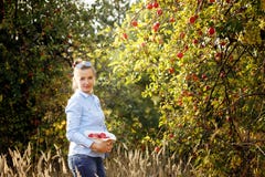 Een jonge vrouw met appelen in een hoed bevindt zich in een appeltuin op een zonnige de herfstdag Gezond levensstijlconcept royalty-vrije stock foto's Een jonge vrouw met appelen in een hoed bevindt zich in een appeltuin op een zonnige de herfstdag Gezond levensstijlconcept royalty-vrije stock foto's