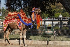 Een kameelrit in Udaipur, Rajasthan, India stock afbeelding Een kameelrit in Udaipur, Rajasthan, India stock afbeelding