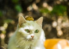 Een kat met een noot op het hoofd stock fotografie Een kat met een noot op het hoofd stock fotografie