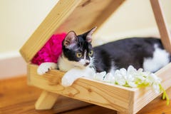 Een kat rust in een houten palletdoos met kunstbloem stock afbeelding Een kat rust in een houten palletdoos met kunstbloem stock afbeelding