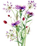 Een kleine bouguet van waterverfwildernis bloeit stock foto Een kleine bouguet van waterverfwildernis bloeit stock foto