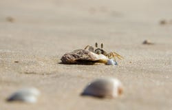 Een kleine zandkrab zit op een kleine steen op het zand van een overzees strand Close-up royalty-vrije stock fotografie Een kleine zandkrab zit op een kleine steen op het zand van een overzees strand Close-up royalty-vrije stock fotografie